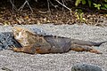 Land Iguana basking in the sun