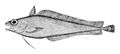 Image 58Cod-like fishes, like this morid cod have a barbel (fleshy filament) on their lower jaw which they use to detect prey buried in the sand or mud. (from Coastal fish)