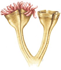 Auroralumina attenboroughii, an Ediacaran predator (c. 560 mya)[103]