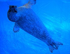 Seal at World Museum, Liverpool