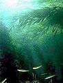 Image 68Kelp forests can provide shelter and food for shallow water fish (from Coastal fish)