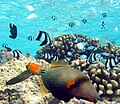 Image 46In the foreground is an orange-lined triggerfish displaying spines. Triggerfish have mouths that crush shells. Orange-lined triggerfish are particularly aggressive. The black and white fish are three-stripe damselfish and the unstriped fish are blue-green chromis damselfish. If the triggerfish attacks, the damselfish will hide in the nearby cauliflower coral. If the triggerfish wants to hide, it will squeeze into a coral crevice and lock itself in place with its spines. (from Coral reef fish)