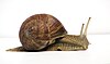 snail