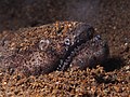 Image 16 Brachysomophis cirrocheilos Photograph credit: Rickard Zerpe Brachysomophis cirrocheilos, the stargazer snake eel, is a marine fish belonging to the family Ophichthidae. It is native to shallow tropical and subtropical waters in the western Indo-Pacific region. It hunts at night for crustaceans and small fish, after which it submerges itself into the sediment tail first and remains there all day, with just its eyes and the top of its head projecting, as seen here in Batangas Bay in the Philippines. More selected pictures