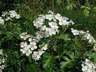 Hvidtj�rnen er en smuk, blomstrende plante, men det overses ofte.