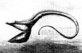 Image 78Pelican eel (from Deep-sea fish)