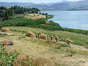 Sorghum harvest at the shore of Lake Hayq, Ethiopia, 2012