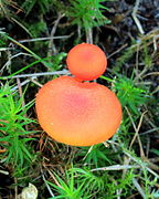 Hygrocybe miniata