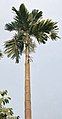 Palmeira de areca em Calcut�, Bengala ocidental, �ndia