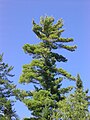 Pinus strobus