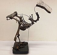 Mounted Dodo