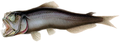 Image 67Most of the rest of the mesopelagic fishes are ambush predators, such as this sabertooth fish. The sabertooth uses its telescopic, upward-pointing eyes to pick out prey silhouetted against the gloom above. Their recurved teeth prevent a captured fish from backing out. (from Pelagic fish)