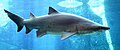 Image 16The sand tiger shark is a large coastal shark that inhabits coastal waters worldwide. Its numbers are declining, and it is now listed as a vulnerable species on the IUCN Red List. (from Coastal fish)