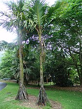 Verschaffeltia splendida