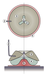 Cross-section of a dacique arm mill 1- Pivot 2- Lever 3- Running wheel 4- Lying wheel 5- Support