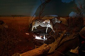 Conservation treatment to the zebra at World Museum, Liverpool