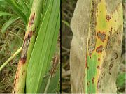 Sorghum leaves showing anthracnose damage