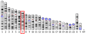 Chromosome 7 (human)