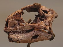 Skull of relative Lesothosaurus