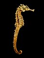 Image 24 Dried seahorse used in traditional Chinese medicine More selected pictures