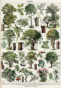 Arbres: bois, feuilles, fruits, etc., Plate 2