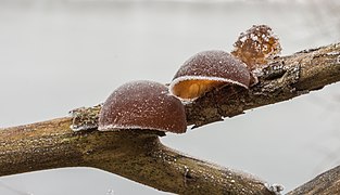 Auricularia auricula-judae