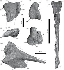 Tachiraptor fossils found alongside Laquintasaura