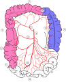 Colonic blood supply