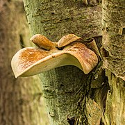 Polyporus varius