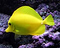 Image 15The usually placid yellow tang can erect spines in its tail and slash at its opponent with rapid sideways movements (from Coral reef fish)