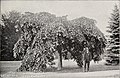 Camperdown Elm, 1891 (from Ellwanger and Barry's catalogue, New York)[20]