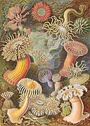 Sea anemones (Actinaria, part of Hexacorallia)