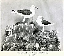 The Great Black-backed Gull Group. Case 208.