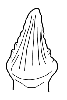 Diagram of tooth