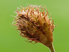 Een beukennootje, de vrucht van een beuk (Fagus sylvatica), in ontwikkeling