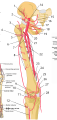 Arteries of the thigh labeled with numbers. The lateral circumflex femoral is labeled as #5.