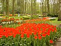 Tulipes a Keukenhof