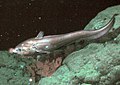 Image 79The rattail Coryphaenoides armatus (abyssal grenadier) on the Davidson Seamount at a depth of 2,253 metres (7,392 ft). (from Deep-sea fish)