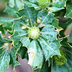 Inflorescence bud of the parrot bush (Banksia sessilis)