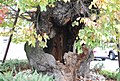 Trunk detail of same