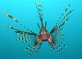 Image 6Head-on view of the venomous lionfish (from Coral reef fish)