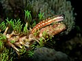 Image 11Australian blenny (from Coastal fish)