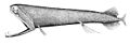 Image 7The stoplight loosejaw has a lower jaw one-quarter as long as its body. The jaw has no floor and is attached only by a hinge and a modified tongue bone. Large fang-like teeth in the front are followed by many small barbed teeth. (from Deep-sea fish)