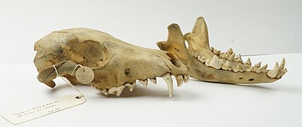 Falklands Island Wolf Skull (NML-VZ D.557) held at World Museum, National Museums Liverpool