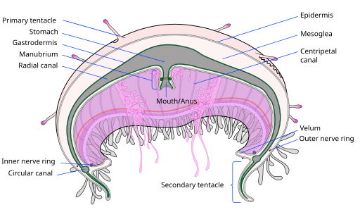 Jellyfish cross section, by LadyofHats (edited by Zoofari)