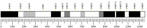 Chromosome 14 (mouse)