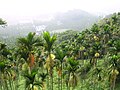 Planta��o de Areca catechu em Formosa