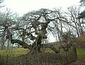 Prospect Park's elm in winter, showing its distinctive qualities