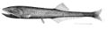 Image 22Many bristlemouth species, such as the "spark anglemouth" above, are also bathypelagic ambush predators that can swallow prey larger than themselves. They are among the most abundant of all vertebrate families. (from Pelagic fish)