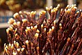 Depending on growing conditions, lingzhi may resemble antlers, with no umbrella cap.